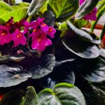 African Violet