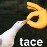 protestant seagull
