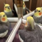 Birds in the mirror