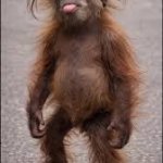 Silly monkey