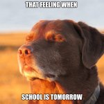 Cooked Dog | that feeling when; school is tomorrow | image tagged in cooked dog | made w/ Imgflip meme maker
