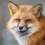 Smug Fox