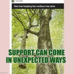 Support can come in unexpected ways | Support can come in unexpected ways | image tagged in tree,support,autism,unexpected results | made w/ Imgflip meme maker