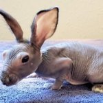 Hairless Rabbit