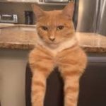 Mewing cat