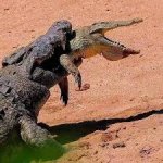 crocodile taking another crocodile