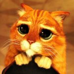 Cat Begging