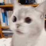 asdf GIF Template