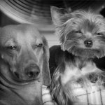 Stoned doggos