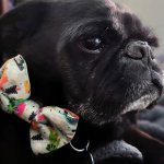 Smug Pug