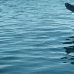 Jump in the Water