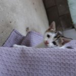 Cat shower