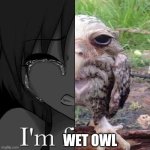 I'm fi | Wet owl | image tagged in i'm fi | made w/ Imgflip meme maker