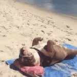 Vacation fog GIF Template
