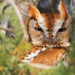 Suspicious Owl