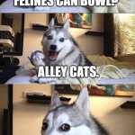 dad joke 1 of 2 today | What kind of felines can bowl? Alley cats. | image tagged in memes,bad pun dog | made w/ Imgflip meme maker