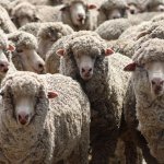 sheep