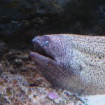 Fish with opinions