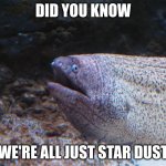 We're all just star dust | did you know; we're all just star dust | image tagged in fish with opinions | made w/ Imgflip meme maker