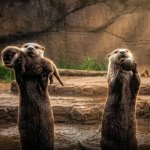 Otter parents