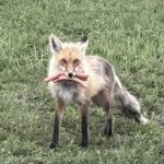 BBQ Bandit