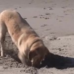 dog looking for load covers GIF Template