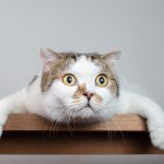 Focus cat