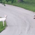 Deer