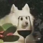 Dog wine