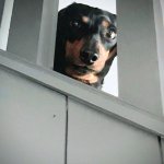 Judging Dachshund