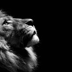 The lion looking up