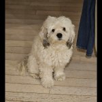 Marley the cockapoo