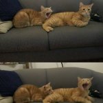 Cat biting cat
