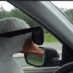 Driving Goose GIF Template