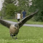 fat goose meme