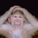 Monke freakout