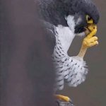 Sigma falcon