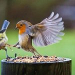 Bird kicks bird