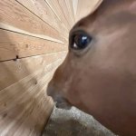 Horse side eye