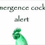 Emergence Cock Alert meme