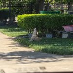 Dog Praying