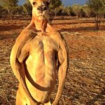 Ripped Kangaroo