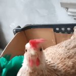 Chickih | Chickih | image tagged in gifs,funny,memes,funny memes,relatable | made w/ Imgflip video-to-gif maker