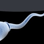 Sperm cell speech bubble