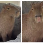 Cheesecake the capybara