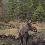 moosev1 GIF Template