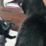 Dare GIF Template