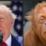 Trump orangutan. The monkey did better on the exams. meme