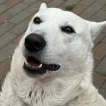 El Dogo