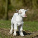 Cheeky goat template